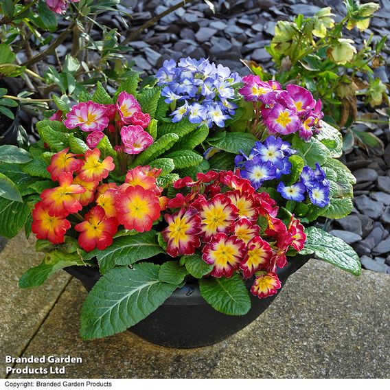 Primrose 'Arizona Bicolor' (Pre-Planted)