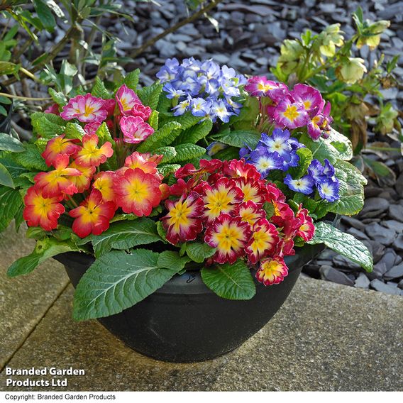 Primrose 'Arizona Bicolor' (Pre-Planted)