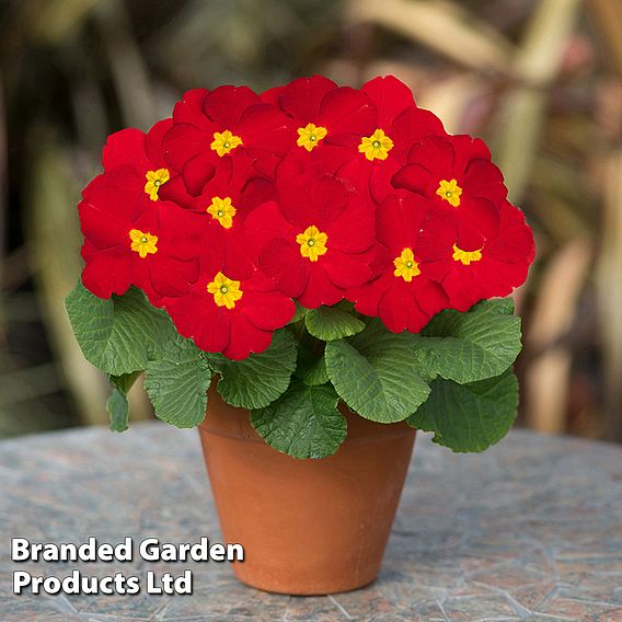 Primrose 'Best Red'