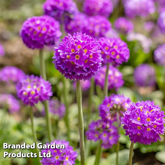 Primula denticulata 'Blue'