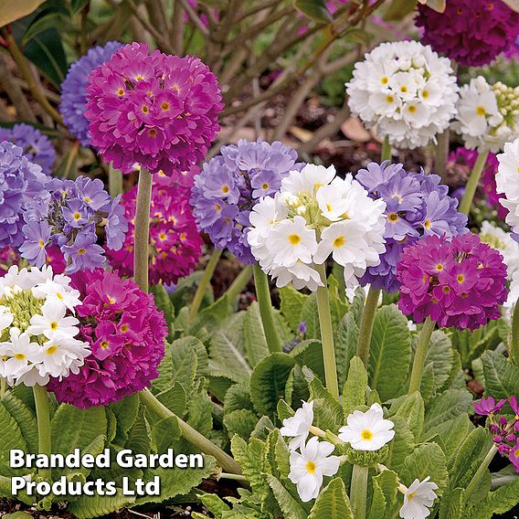 Primula denticulata 'Mixed'