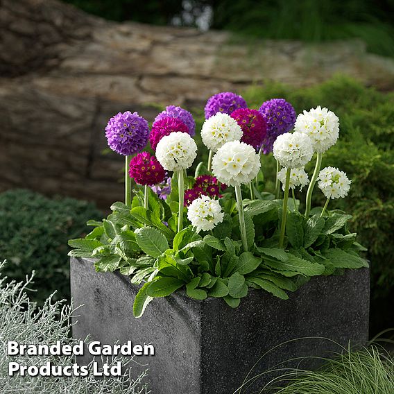 Primula denticulata 'Mixed'