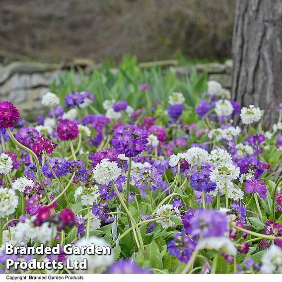 Primula denticulata 'Mixed'