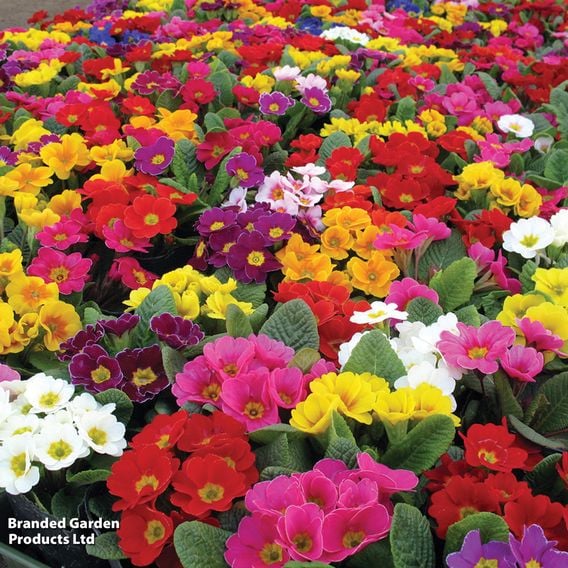 Winter Rainbow Bumper Bedding Collection