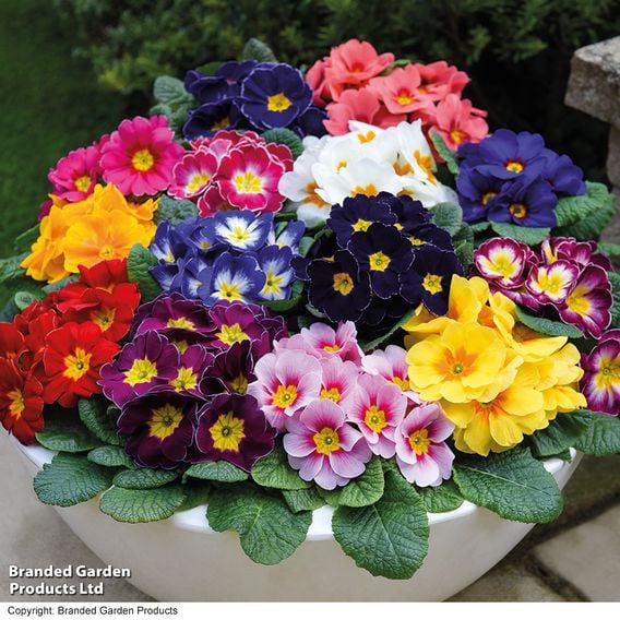 Winter Rainbow Bumper Bedding Collection