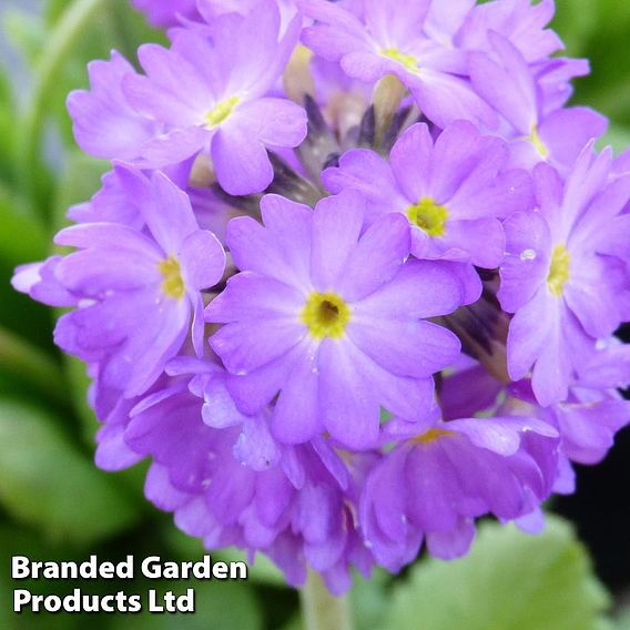 Primula denticulata 'Lilac'