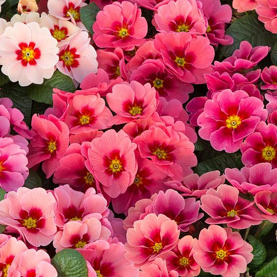 Primrose 'Husky Raspberry Punch'