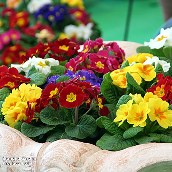 Primrose 'Springtide Mix' - Seeds