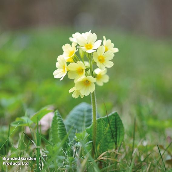 Primula veris