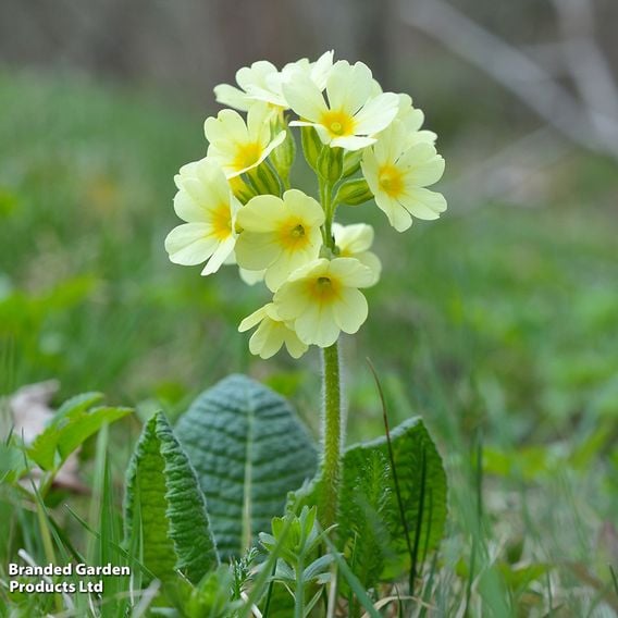 Primula veris