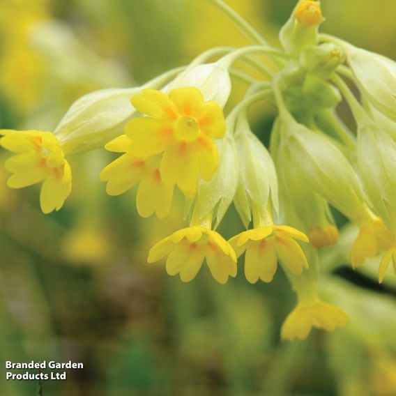 Primula veris