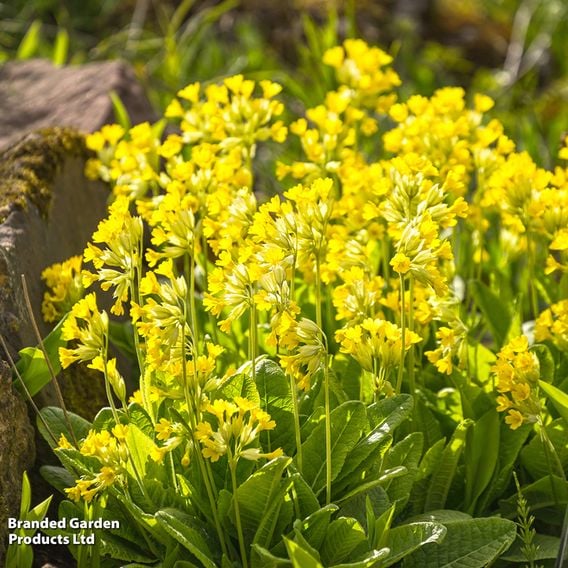 Primula veris
