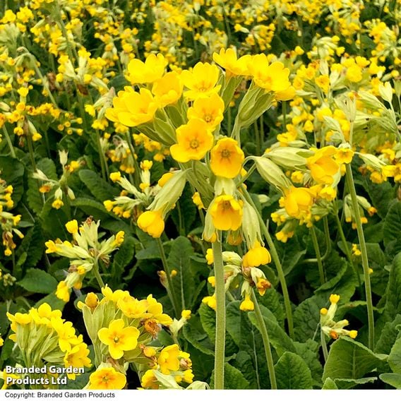 Primula veris