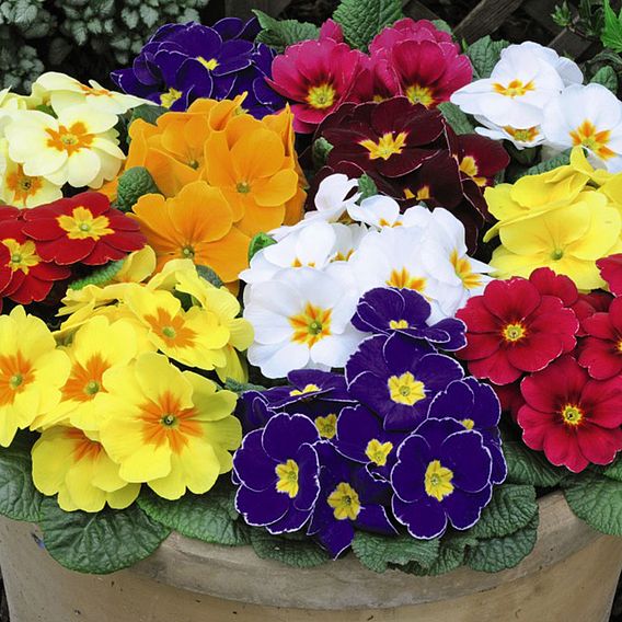 Primrose 'World's Most Scented Mix'