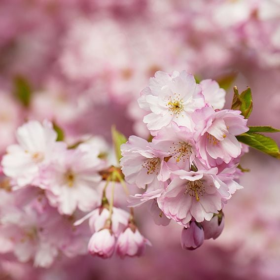 Prunus 'Accolade' (Mature Tree)