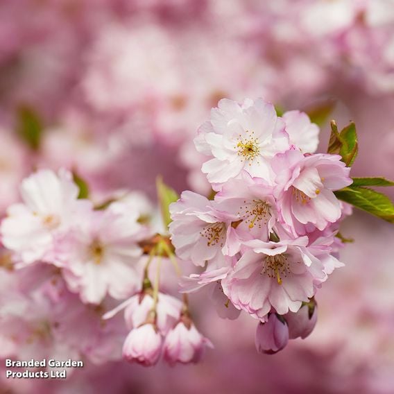 Prunus 'Accolade' (Mature Tree)