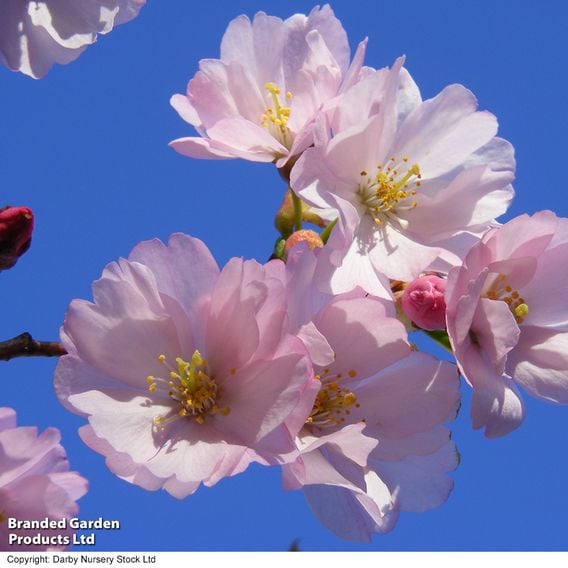 Prunus 'Accolade' (Mature Tree)