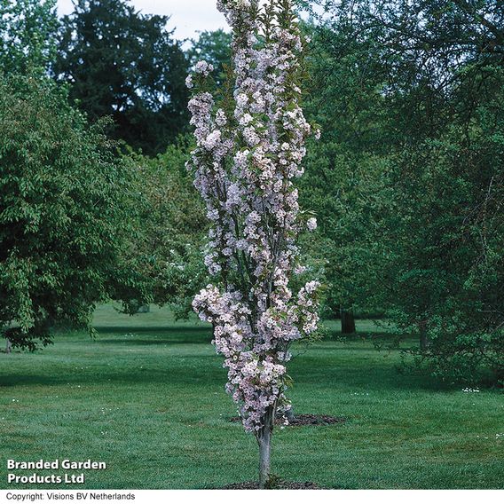 Prunus 'Amanogawa' (Mature Tree)