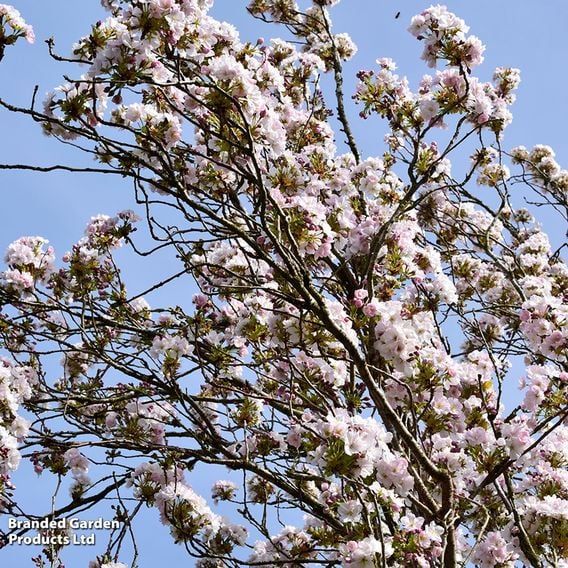 Prunus 'Amanogawa' (Mature Tree)