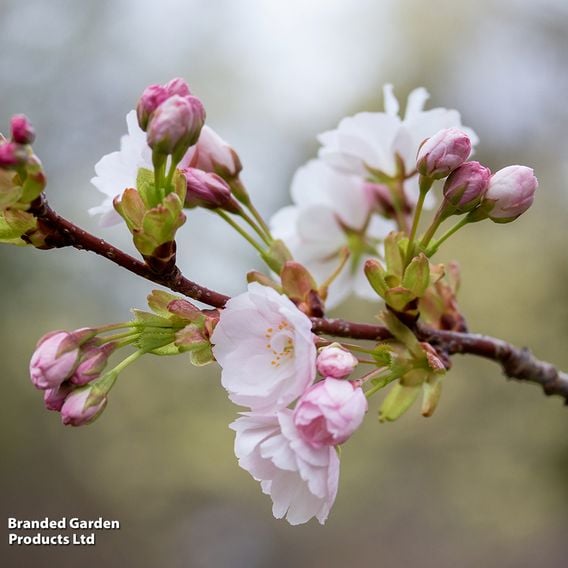 Prunus 'Amanogawa' (Mature Tree)