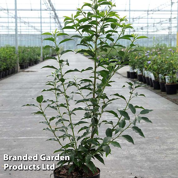 Prunus lusitanica 'Angustifolia' (Hedging)