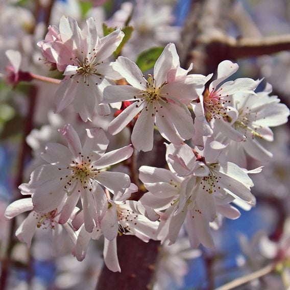 Prunus x subhirtella 'Autumnalis Rosea' (Mature Tree)
