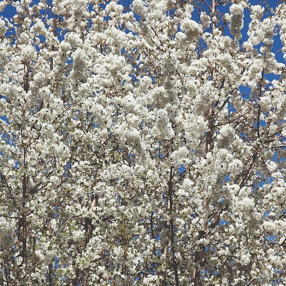 Wild Cherry (Hedging)