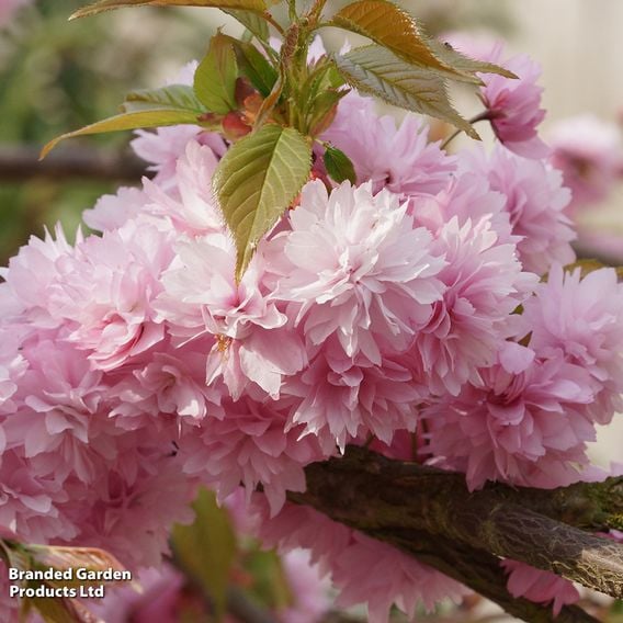 Prunus 'Kiku-shidare-zakura' (Mature Tree)