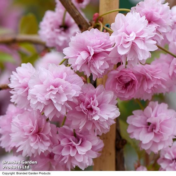 Prunus 'Kiku-shidare-zakura' (Mature Tree)
