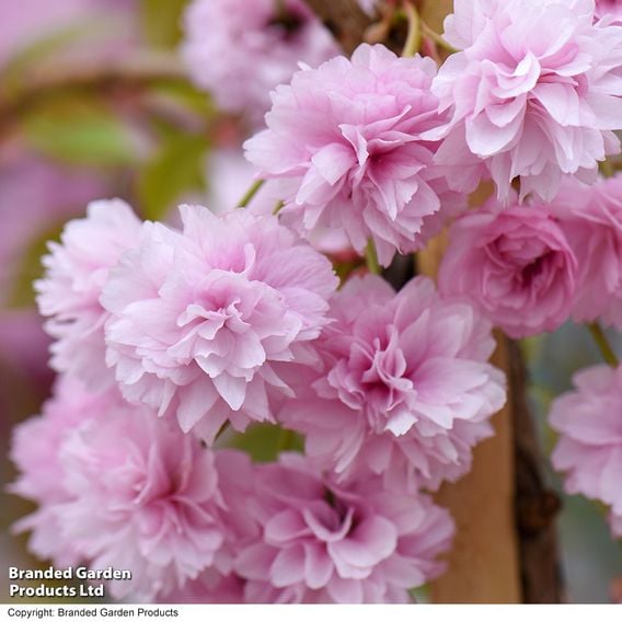 Prunus 'Kiku-shidare-zakura' (Mature Tree)