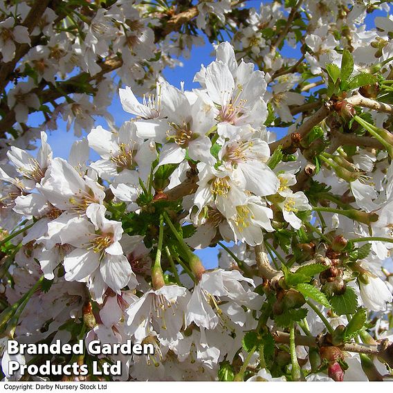 Prunus incisa 'Kojo-No-Mai'