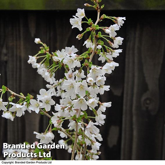 Prunus incisa 'Kojo-No-Mai'