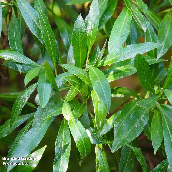 Prunus laurocerasus 'Caucasica' (Hedging)