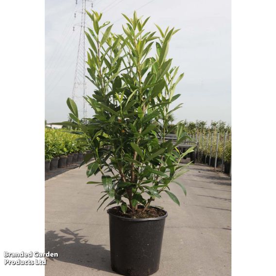 Prunus laurocerasus 'Caucasica' (Hedging)