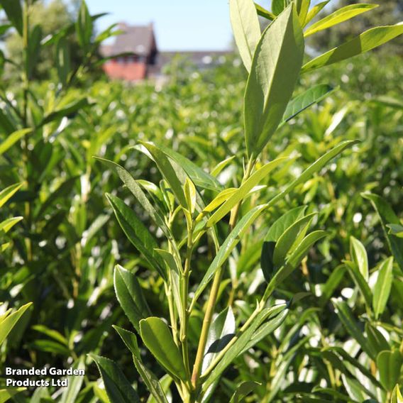 Prunus laurocerasus 'Caucasica' (Hedging)
