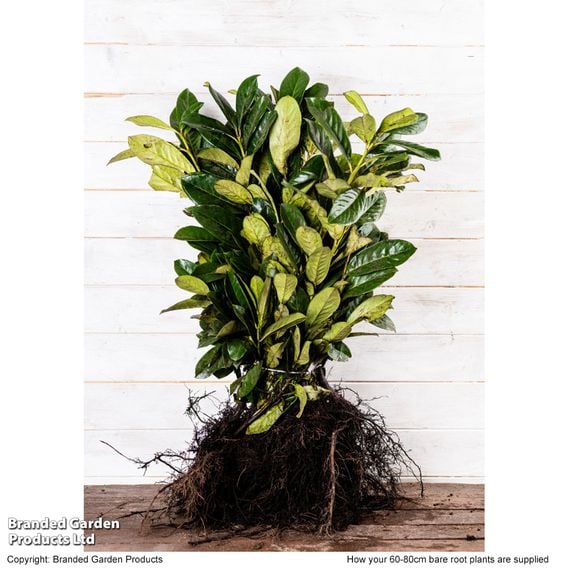 Prunus laurocerasus 'Novita' (Hedging)
