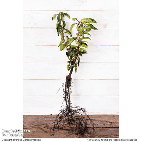 Prunus lusitanica 'Angustifolia' (Hedging)