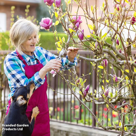 Nurseryman's Choice Magnolia