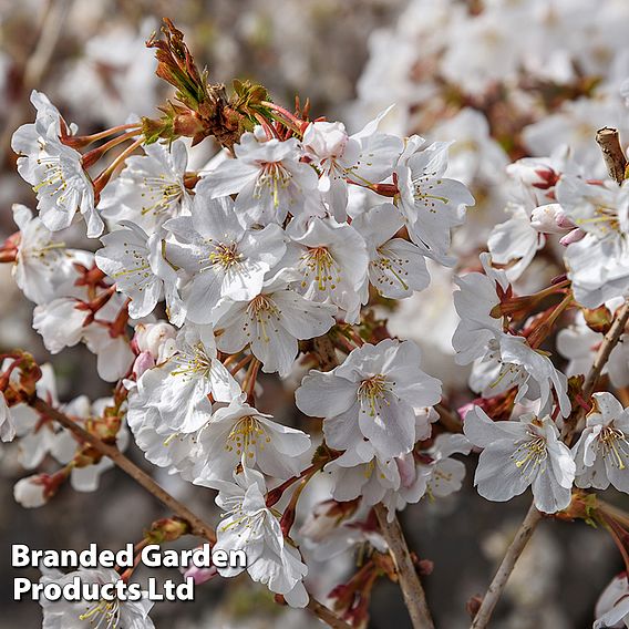 Prunus incisa 'Mikinori'