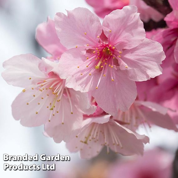 Prunus nipponica var. kurilensis 'Ruby'