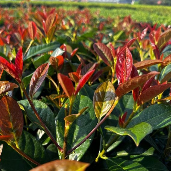 Prunus laurocerasus 'On Fire'