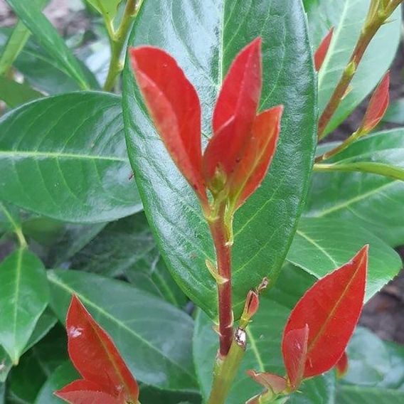 Prunus laurocerasus 'On Fire'