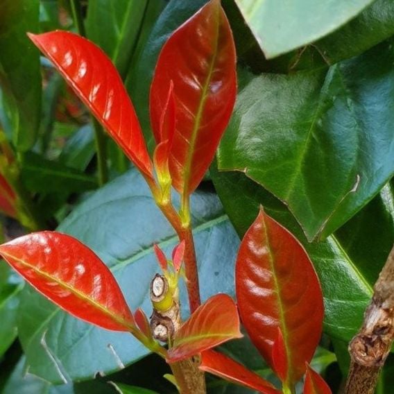 Prunus laurocerasus 'On Fire'