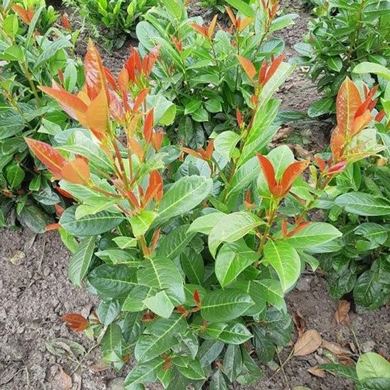 Prunus laurocerasus 'On Fire'