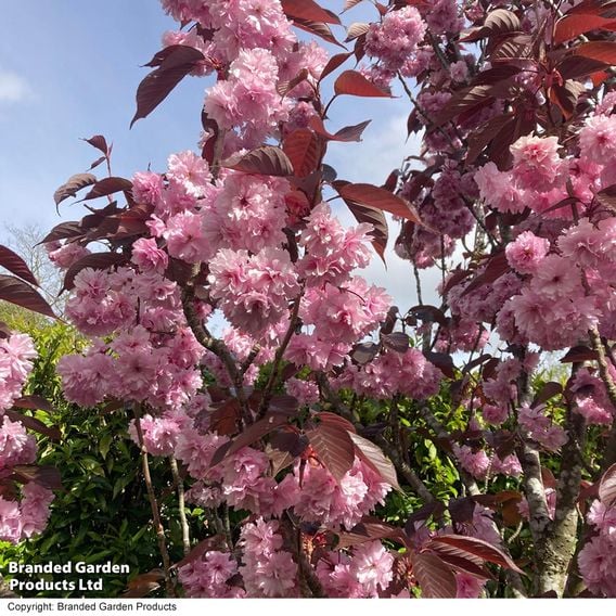 Prunus 'Royal Burgundy' (Mature Tree)