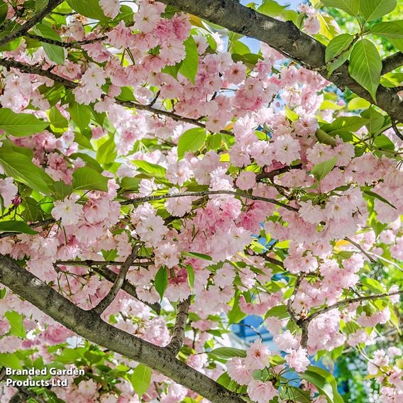 Prunus 'Kanzan' (Mature Tree)