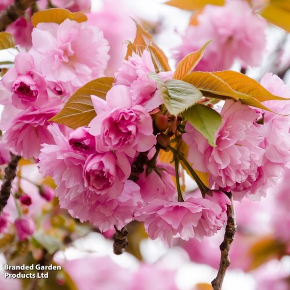 Prunus 'Kanzan' (Mature Tree)