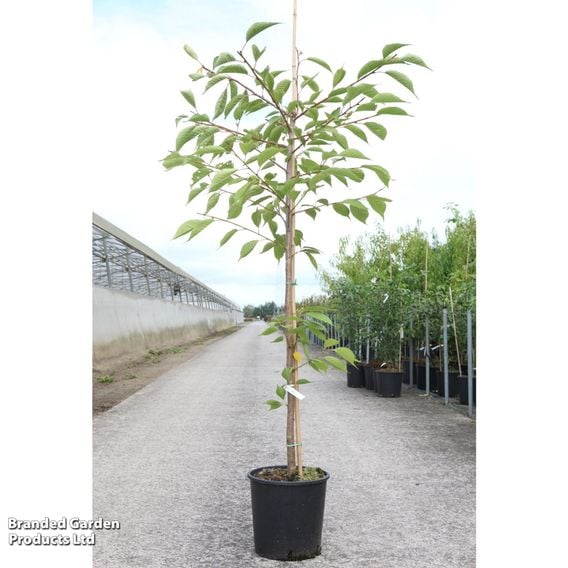 Prunus 'Shirotae'