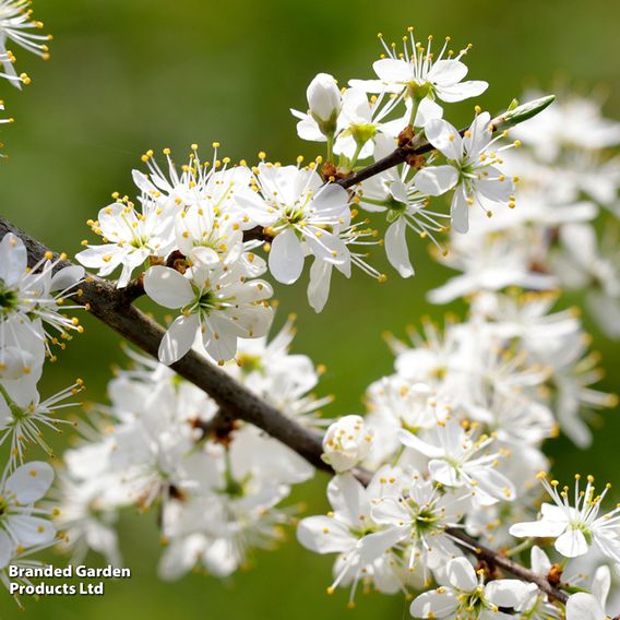 Blackthorn (Hedging)