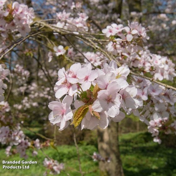 Prunus 'Spire' (Mature Tree)